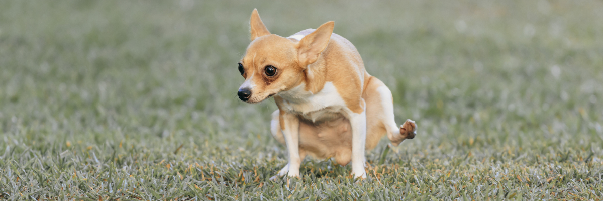 Small dog going to bathroom on grass